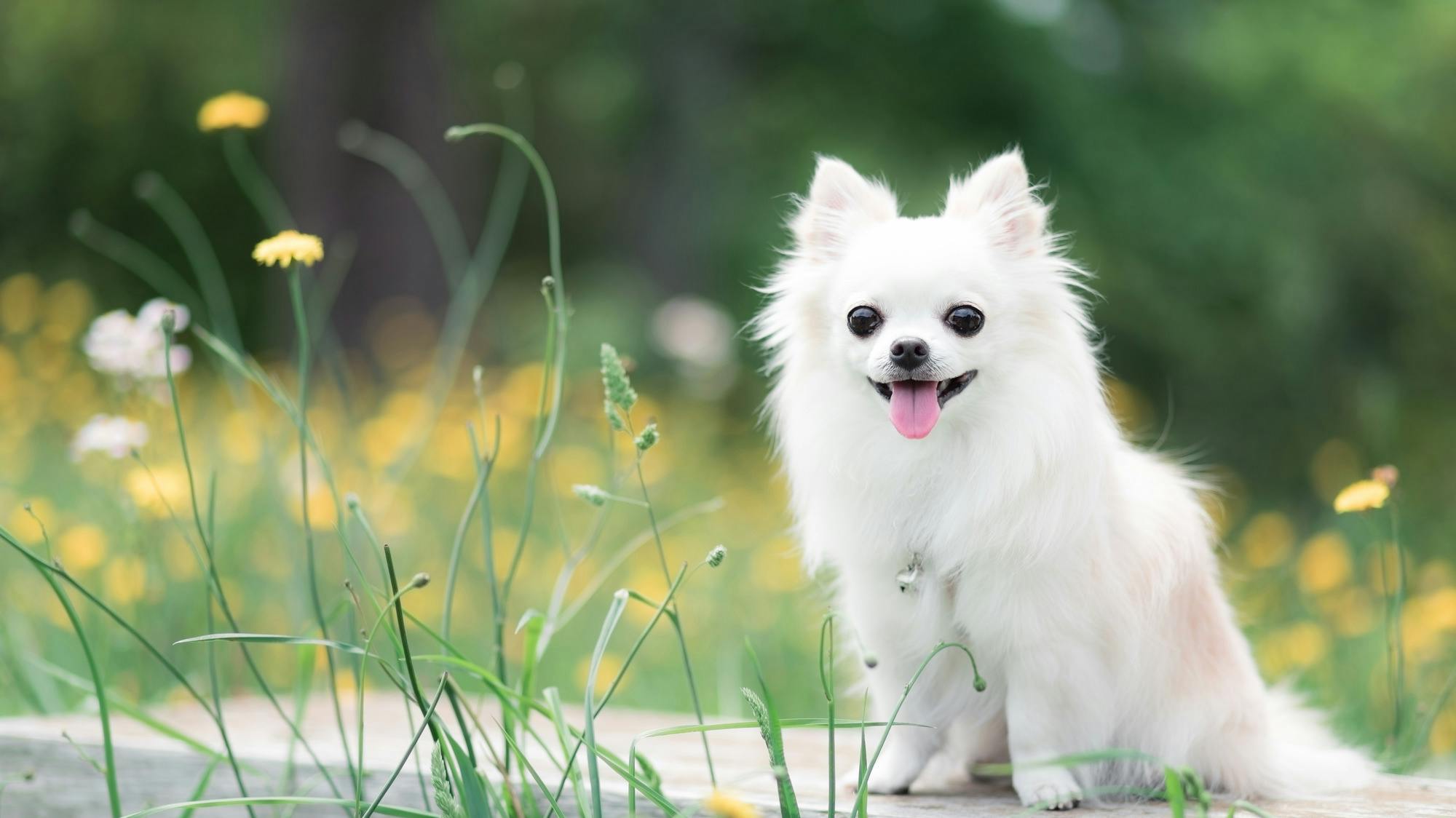 ペット（犬・猫）を飼っているお家に合うリフォームとは？～床材や腰壁材、室内ドア、畳を快適に～